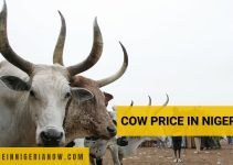 Cow Price in Nigeria Today (February 2023)